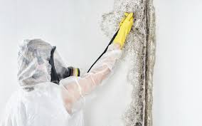 Why You Should Choose Our Mold Remediation Services in Heritage Lake, IL